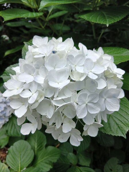 あじさい 挿し穂 2本 挿し木用の枝 紫陽花 観葉植物 枝 アジサイハイドランジア 切り花 花