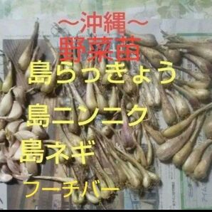 野菜苗