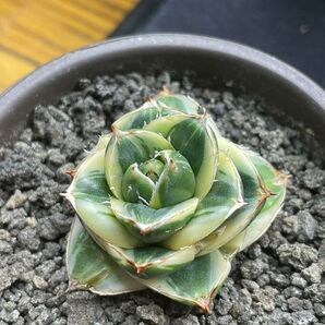 アガベ ピンキー 親株 王妃笹の雪A型 Agave
