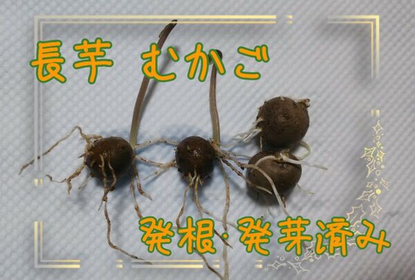 長芋 むかご発芽済 小苗8本+α