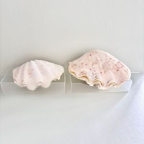 天然シャコ貝 シャコガイ 2対 貝殻 二枚貝 宮古島 直径10.5cm 8.5cm ホワイト 宮古島 沖縄県 離島 インテリア