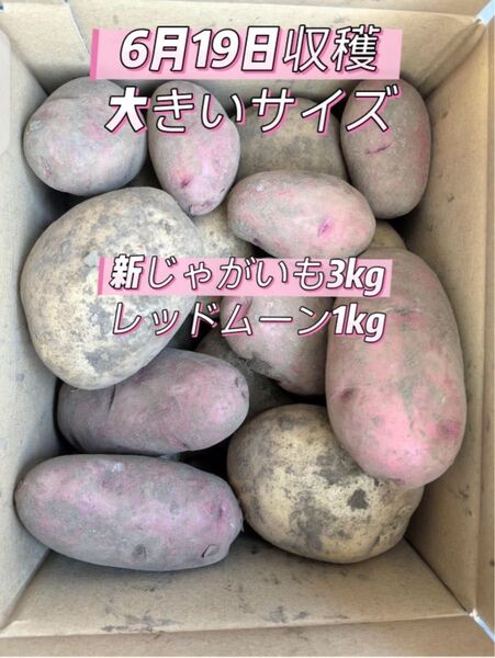 掘り立て、新じゃがいも3kgとレッドムーン1kgスペシャルプレゼントつき