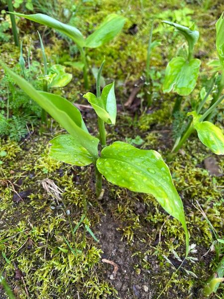 ミョウガ 根付き苗 10本