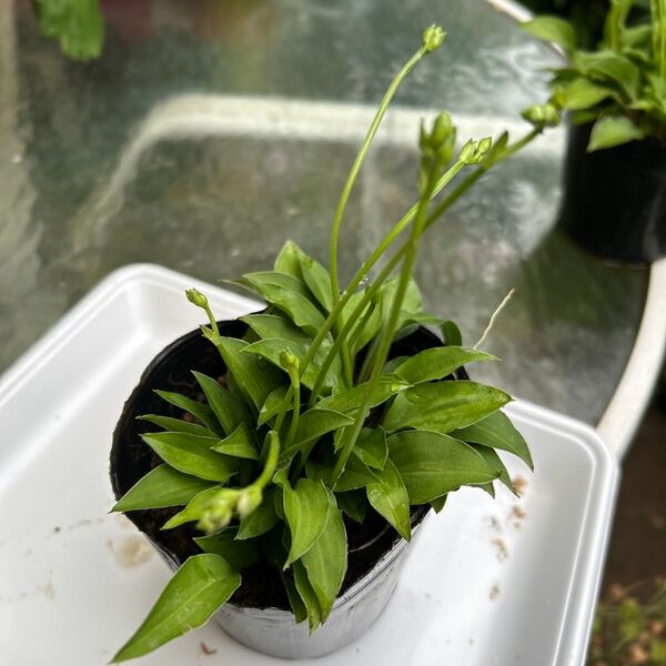ミニギボウシ抜き苗10芽