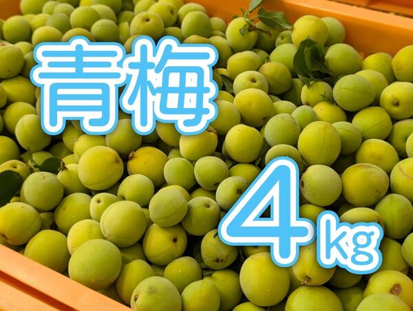 青梅 4kg 6/29収穫