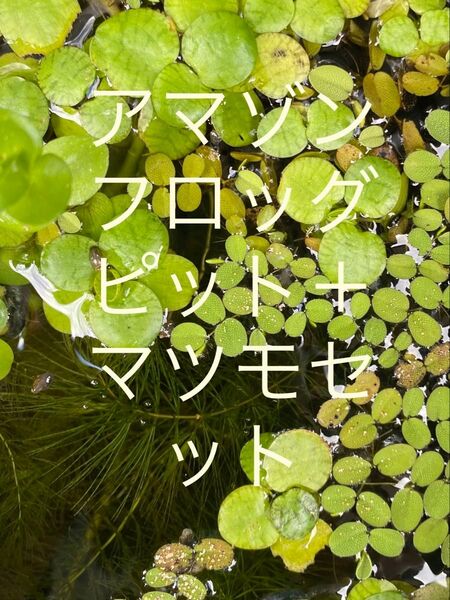 アマゾンフロッグピットとマツモセット