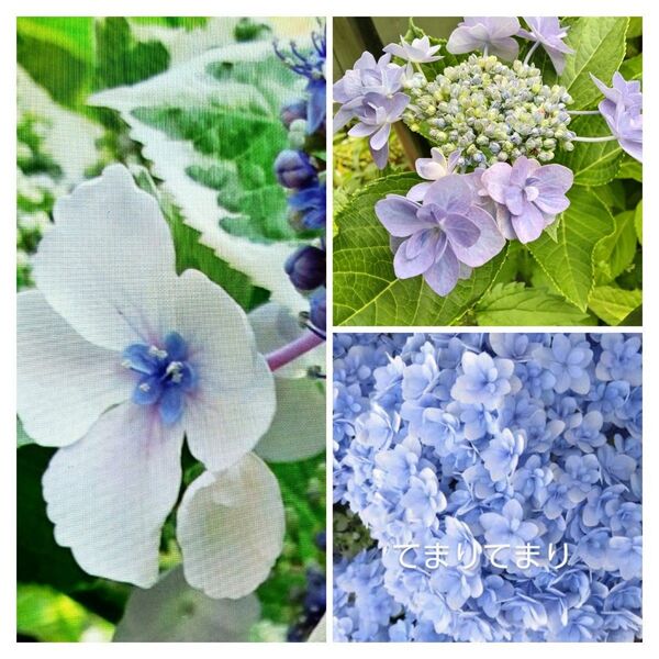 紫陽花の挿し穂3種類各2本計6本