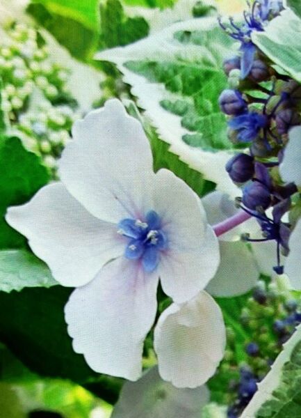 紫陽花「恋路ヶ浜」苗