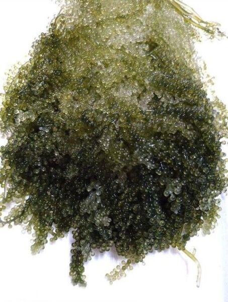 海ぶどう100g リフジウム アクアリウム 海水 珊瑚
