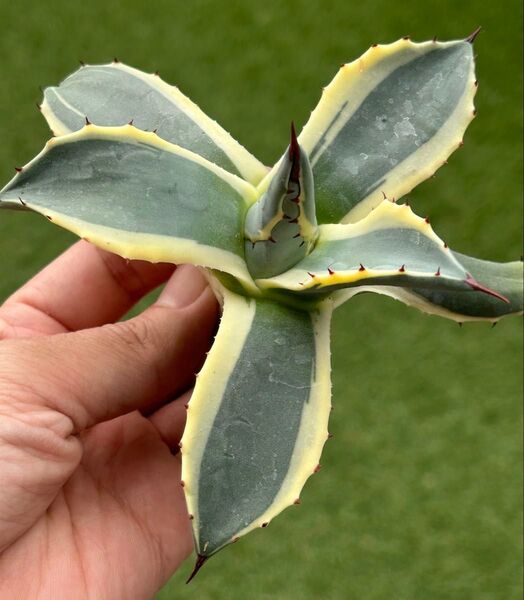 【選抜株】衝撃破格価格!!大きめ メリコ覆輪錦③アガベ 多肉植物