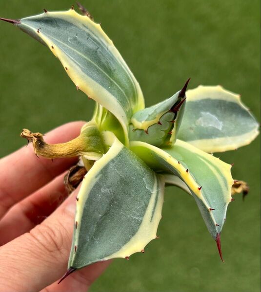 【選抜株】衝撃破格価格!!大きめ メリコ覆輪錦②アガベ 多肉植物