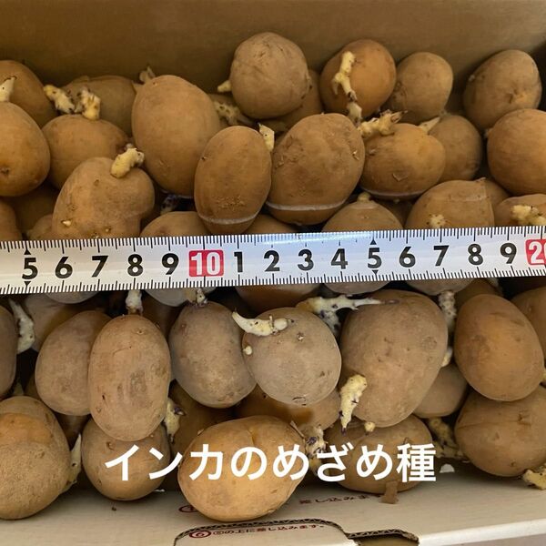 インカのめざめ種