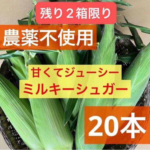 とうもろこし ミルキーシュガー 産地直送 採れたて 無農薬 新鮮 大容量 農薬不使用 す