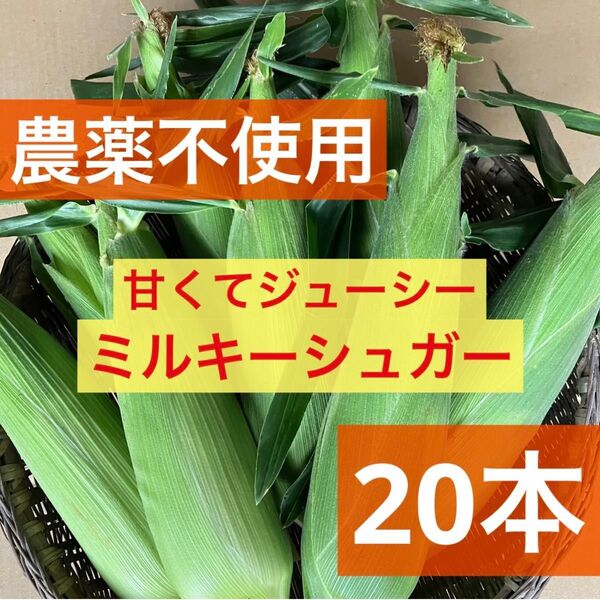 とうもろこし ミルキーシュガー 産地直送 採れたて 無農薬 新鮮 大容量 農薬不使用