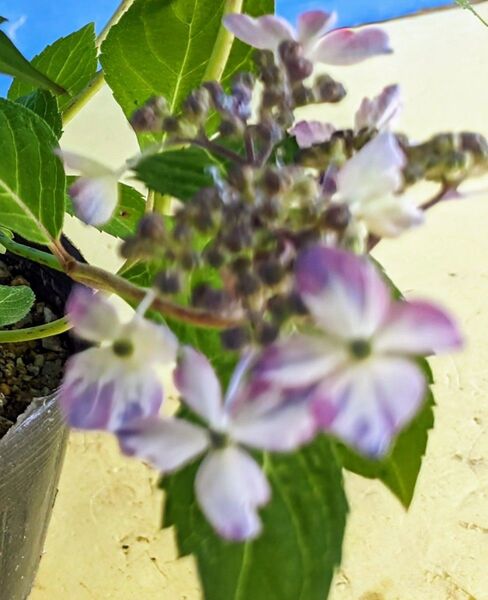ヤマアジサイ 雷光 山アジサイ 絞り咲き 紫陽花 小苗 山野草 庭植え 鉢植え