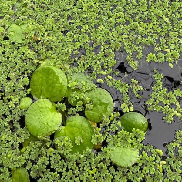 アマゾンフロッグピット10株ほど 青浮草 水草 メダカ 浮草 セット