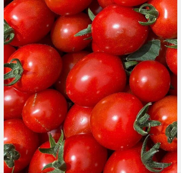 【訳あり規格外】#1 会津産ミニトマト 900g 宅急便コンパクト専用 ※数量限定 サイズ不揃い