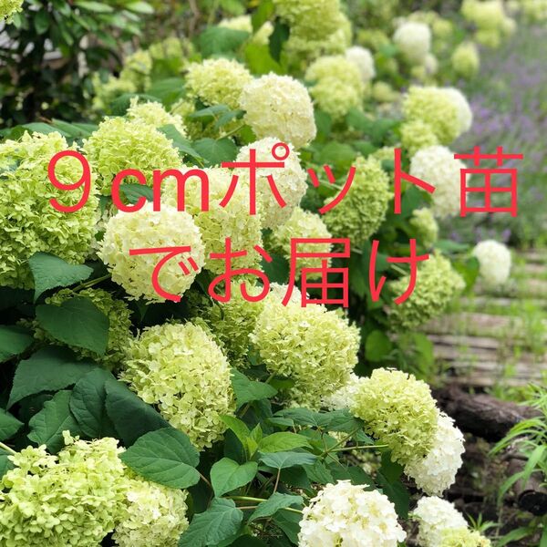 アジサイ アナベル ポット苗4個セット 送料無料