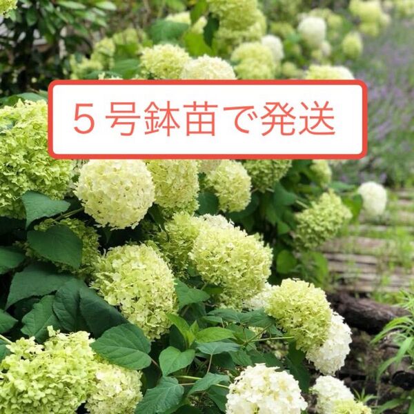 アジサイ アナベル 5号鉢 送料無料