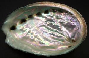 ◆アワビ 貝殻 グリーン◆約9.3cm◆鮑 あわびの美しい輝き◆ ◆ルアーや工作，小物入れに◆abalone (ear shell) ◆