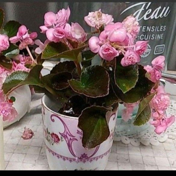 四季咲きベゴニア 花蕾付 挿し穂 6本