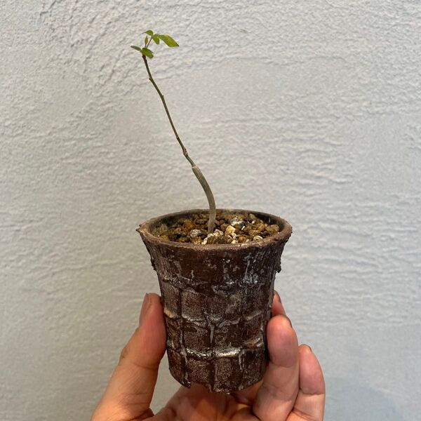 コミフォラ モンストローサ 実生1年