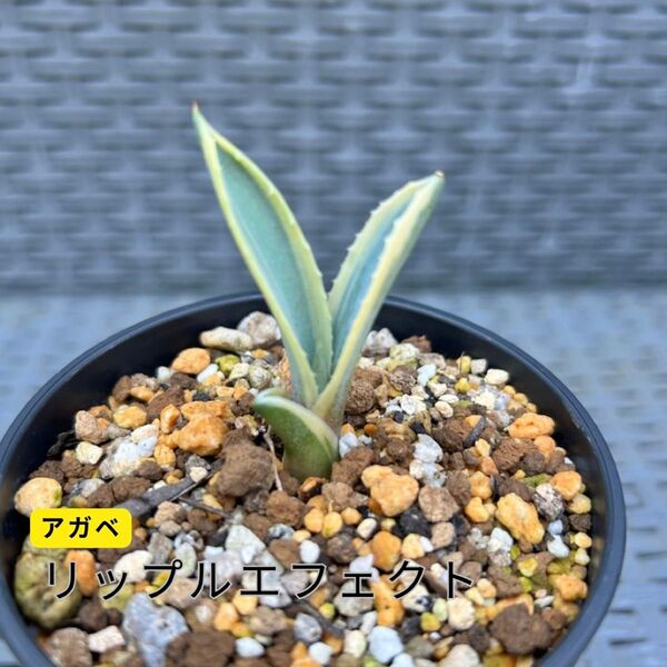 リップルエフェクト サルミアナ 多肉植物 アガベ