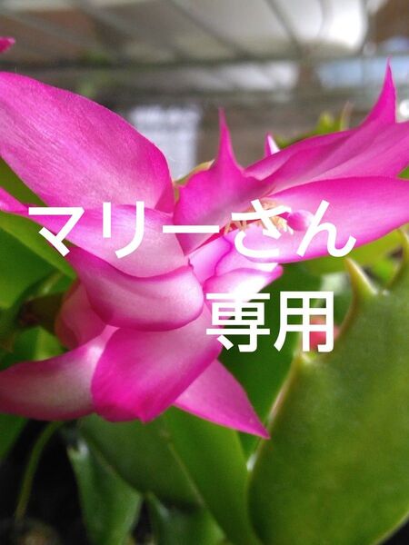 シャコバサボテン挿し穂オレンジ系、ロ-ズ系各20本づつ
