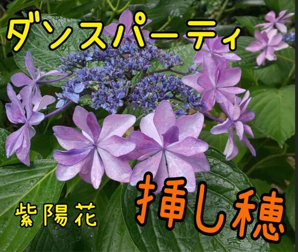 ダンスパーティ紫陽花 挿し穂8本 本数増量中!!アナベル挿し穂サービス中