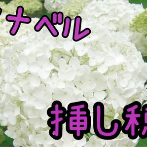 紫陽花アナベル白 挿し穂3本
