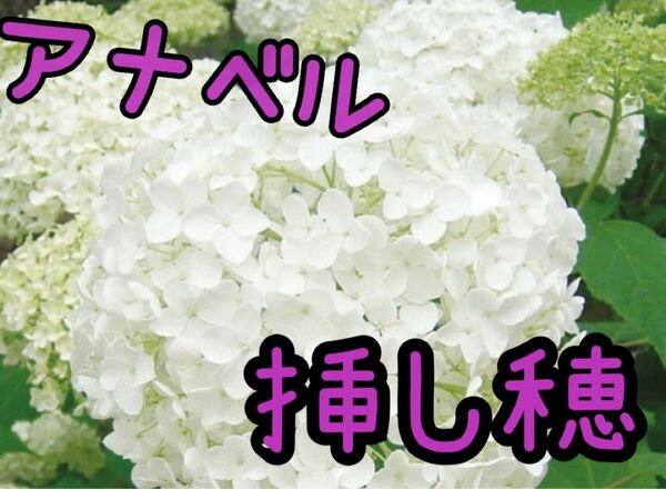 紫陽花 アナベル白 挿し穂 7本