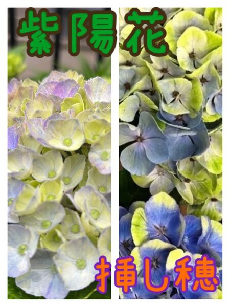 紫陽花 挿し穂2本 今ならアナベル(白)挿し穂もサービス中です!