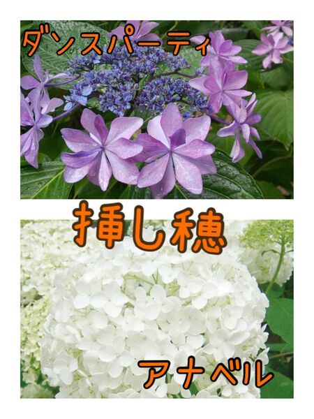 紫陽花「挿し穂」ダンスパーティ1本とアナベル白2本