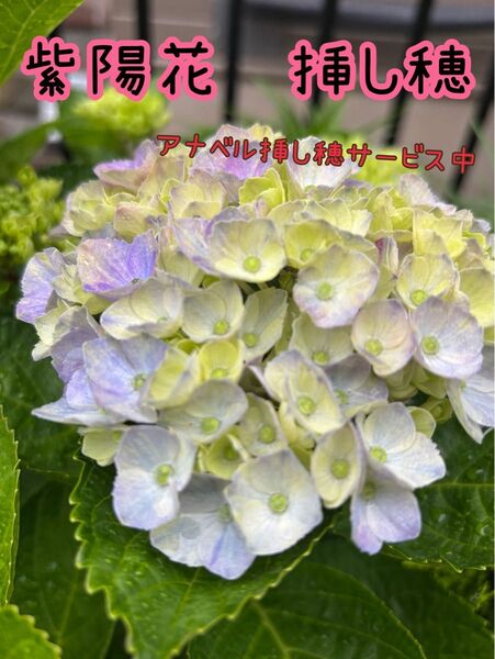 紫陽花 挿し穂2本 アナベル挿し穂サービス中!