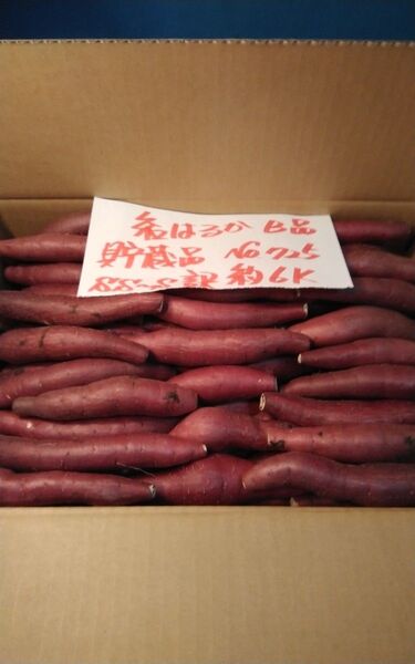 超お得!! 訳あり☆限定品☆ねっとり甘い貯蔵品紅はるかB品目一杯詰めて6Kです。 サツマイモ 千葉県産 べにはるか