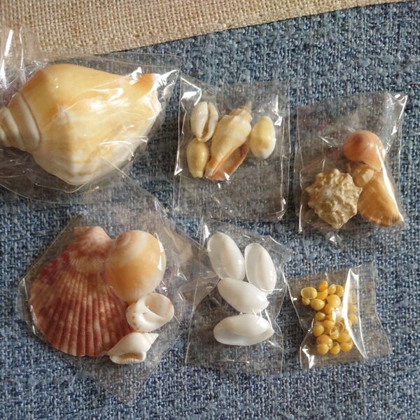 貝殻セット
