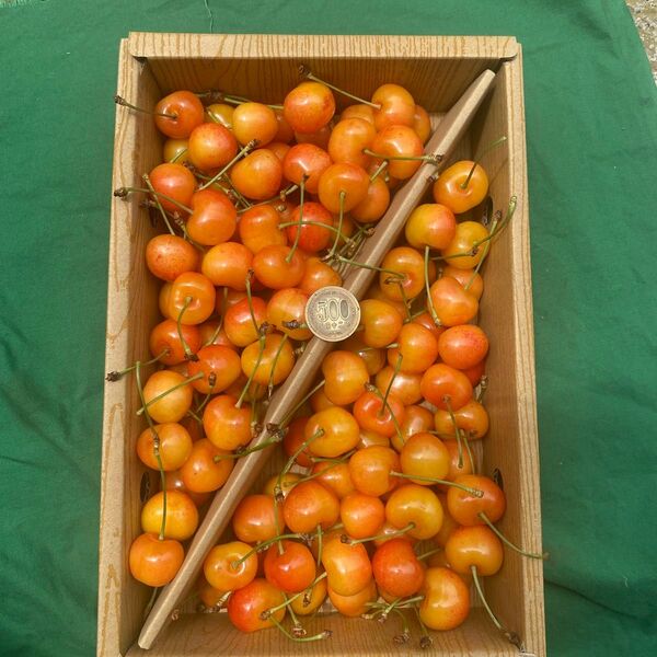 52本日収穫 山形県産 さくらんぼ 1kg 紅秀峰 全て2Lサイズ以上 訳あり品