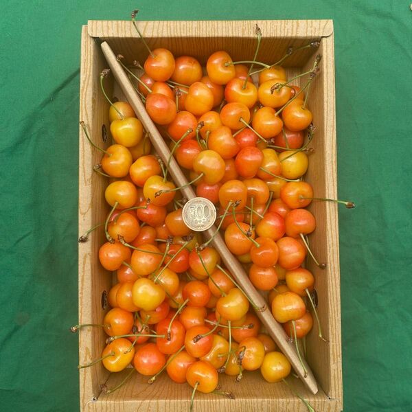 54本日収穫 山形県産 さくらんぼ 1kg 紅秀峰 全て2Lサイズ以上 訳あり品