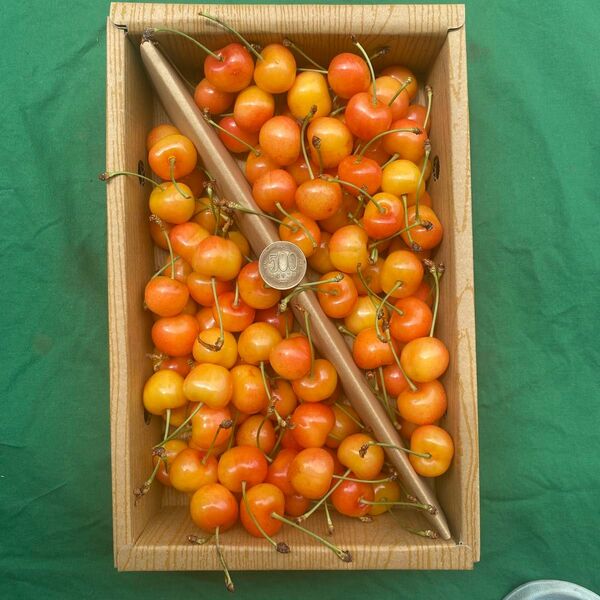 55本日収穫 山形県産 さくらんぼ 1kg 紅秀峰 全て2Lサイズ以上 訳あり品