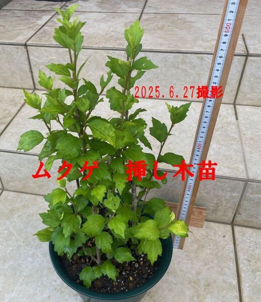 ムクゲ 挿し木苗
