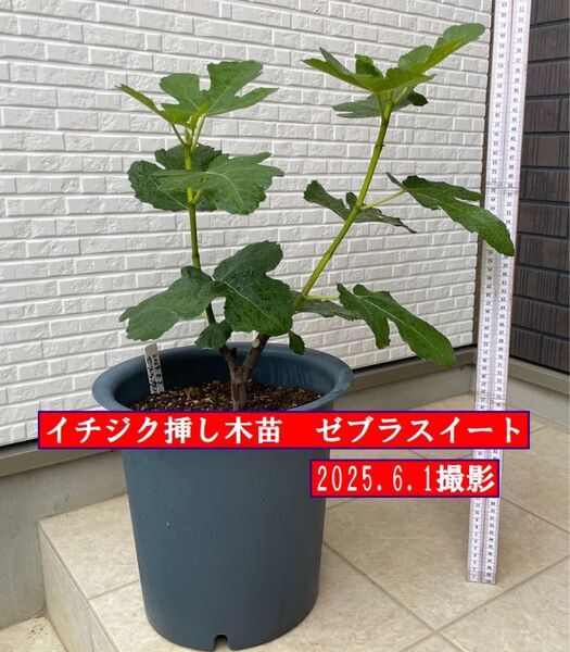 イチジク挿し木苗 ゼブラスイート