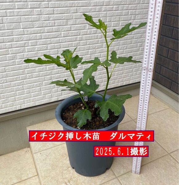 イチジク挿し木苗 ダルマティ
