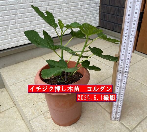 イチジク挿し木苗 ヨルダン