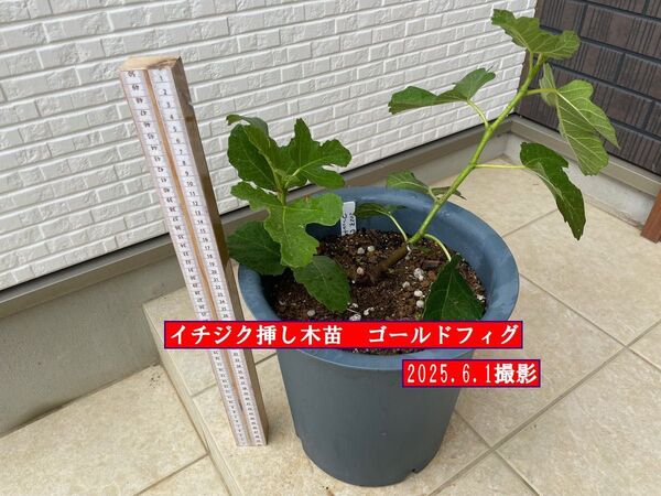 イチジク苗 ゴールドフィグ