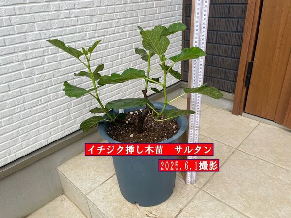 イチジク挿し木苗 サルタン
