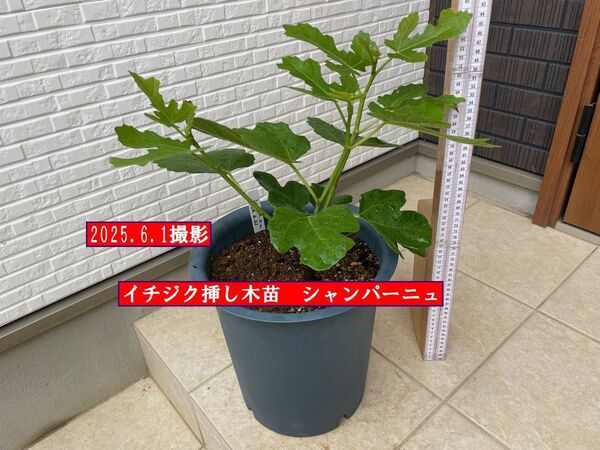 イチジク挿し木苗 シャンパーニュ