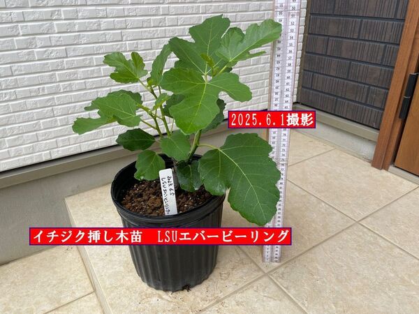 イチジク挿し木苗 LSUエバービーリング