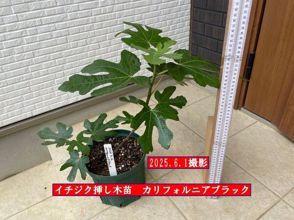 イチジク挿し木苗 カリフォルニアブラック