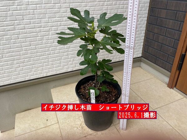 イチジク挿し木苗 ショートブリッジ