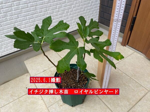 イチジク挿し木苗 ロイヤルビンヤード